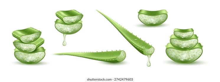 Cut aloe vera leaves with drops of juice. Vector isolated pieces of evergreen succulent with clear gel. Organic cosmetic product. Natural medicine plant, cosmetology and pharmacy component