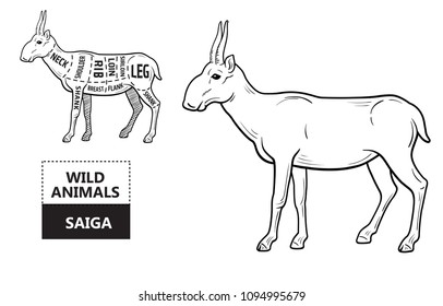 Cut of antelope set. Poster Butcher diagram - Saiga. Vintage typographic hand-drawn. Vector illustration