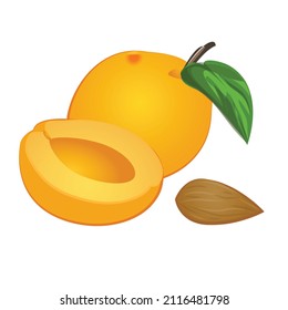 Cut apricot icon cartoon vector. Food fruit. Cute peach