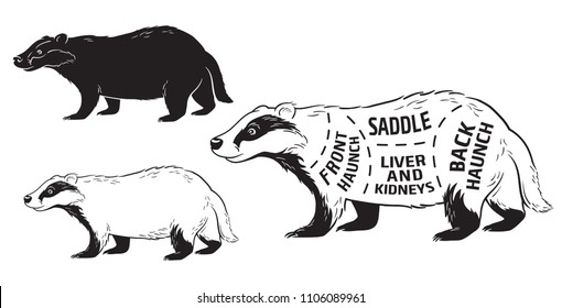 Cut of badger set. Poster Butcher diagram. Vintage typographic hand-drawn. Vector illustration