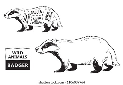Cut of badger set. Poster Butcher diagram. Vintage typographic hand-drawn. Vector illustration