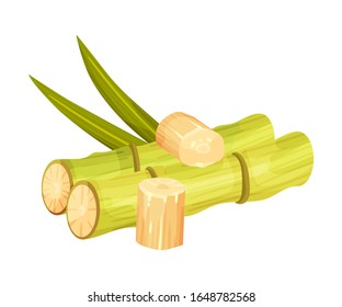 Cut and Bald Sugar Cane Stems Vector Illustration