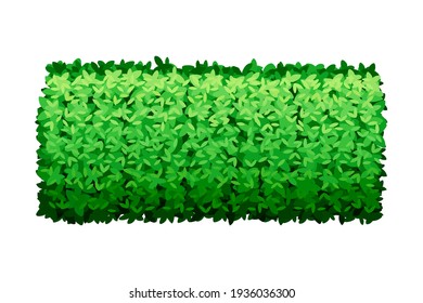 Cut Bush of Rectangular Shape as Perennial Woody Plant with Dense Foliage Cover Vector Illustration