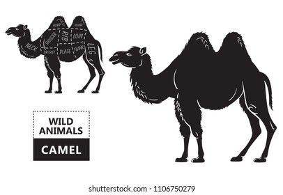 Cut of camel set. Poster Butcher diagram - desert-ship. Vintage typographic hand-drawn. Vector illustration