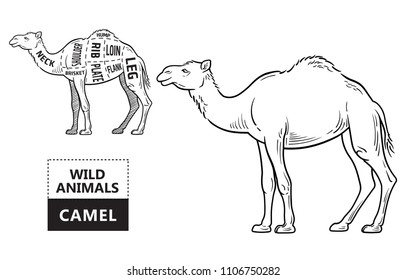 Cut of camel set. Poster Butcher diagram - desert-ship. Vintage typographic hand-drawn. Vector illustration