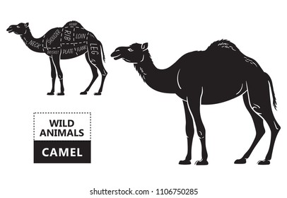 Cut of camel set. Poster Butcher diagram - desert-ship. Vintage typographic hand-drawn. Vector illustration