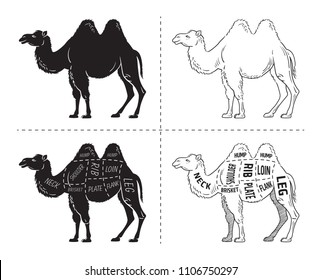 Cut of camel set. Poster Butcher diagram - desert-ship. Vintage typographic hand-drawn. Vector illustration