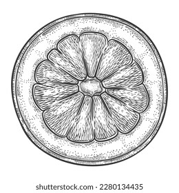 Cut citrus lemon, round half part orange, piece mandarin juicy fruit botanical outline sketch. Slice tropical lime. Halve pomelo grapefruit. Healthy vitamin food.  Vintage engraving hand drawn vector 