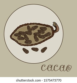 cut cocoa fruit with grains in a grey isolated background with a hand-written inscription Cacao