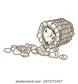 Cut corn cob on white background