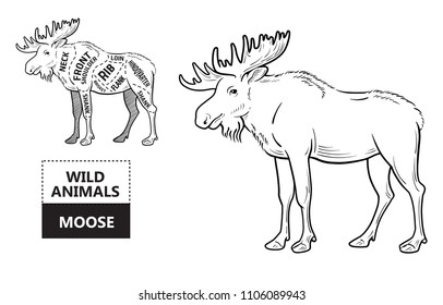 Cut of elk set. Poster Butcher diagram - moose. Vintage typographic hand-drawn. Vector illustration