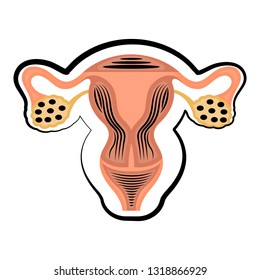 Cut of female reproductive system. Colored sketch. Vector illustration design