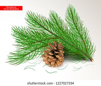Cut fresh green pine branches and dry brown cone isolated on white background. Objects and art needle brush for design. Realistic vector illustration.