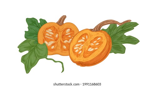 Cortar mitades de calabaza de casta madura con carne y semillas de color naranja. Escasez redonda con composición de hojas. Verdura otoñal realista. Ilustración vectorial de color dibujada a mano aislada en fondo blanco