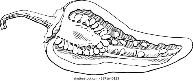 Cut the hot pepper in half. Monochrome cross-sectional drawing of a pepper. Food image for signs, menus, tableware printing and other purposes. Pepper seeds and pulp. For restaurants, grocery stores.