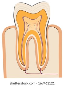 In a cut a human tooth - dentistry. Vector illustration.