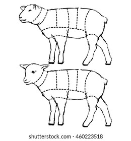 Cut of lamb set. Hand drawn outline lamb isolated on white background. Drawing Vector illustration. Butcher diagram.