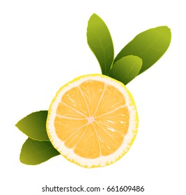 Cut lemon (citrus) with leaves. vector illustration