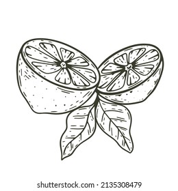 Cut lemon with leaves sketch vintage composition. Citrus halves hand engraved isolated object. Healthy organic food, nutrition icon black and white