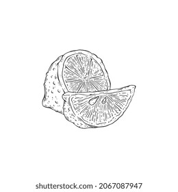 Cortar el limón o la lima con un estilo de grabado vintage. Piezas de cítricos de limón dibujadas a mano, ilustración vectorial monocroma grabada aislada en fondo blanco.