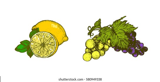 Cut lemon and vine on white background. Vector illustration. Ink line draw vector. Drawing engraving illustration