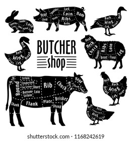 Cut of meat, diagram for butcher. Poster for butcher shop. Guide for cutting. Vector illustration.