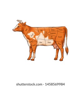 Cut of meat poster with cow sketch vector illustration isolated on white background. Butcher diagram and scheme of beef cutting parts with explaining inscriptions.