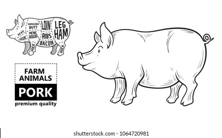 Cut of meat set. Poster Butcher diagram, scheme and guide - Pork. Vintage typographic hand-drawn on a black chalkboard background. Vector illustration