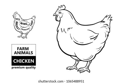 Cut of meat set. Poster Butcher diagram and scheme - Chicken. Vintage typographic hand-drawn. Vector illustration