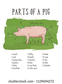 Cut of meat set. Poster Butcher diagram, scheme and guide - Pork. Vintage typographic hand-drawn. Vector illustration