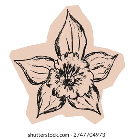 Cut out paper badge with spring narcissus flower on transparent background