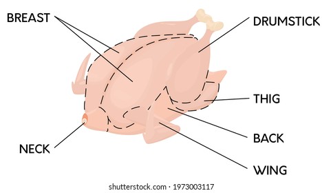 Cut of pink raw chicken meat in cartoon style. Butcher scheme. Vector illustration