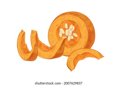 Cut pumpkin pieces with fleshy pulp and seeds. Vintage-styled hand drawn composition of autumn orange squash parts. Realistic vector illustration of pumkin drawing isolated on white background