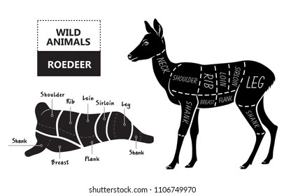 Cut of roedeer set. Poster Butcher diagram - roe. Vintage typographic hand-drawn. Vector illustration