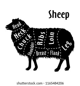 Cut of sheep, diagram for butcher. Poster for butcher shop. Guide for cutting. Vector illustration.