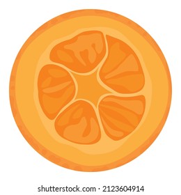 Cut sliced cumquat or kumquat fruit isolated on white background. Vector