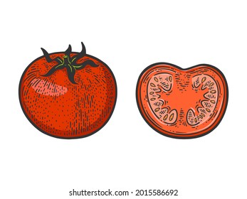 Cut tomato color sketch engraving vector illustration. T-shirt apparel print design. Scratch board imitation. Black and white hand drawn image.