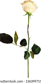cut white rose