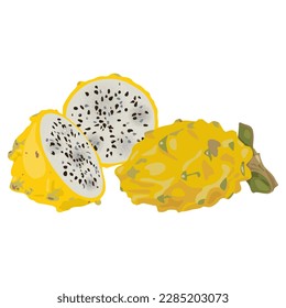 Cut and whole fresh Yellow Dragon Fruit or Pitaya. Pitahaya cactus. Selenicereus megalanthus. Isolated vector illustration.