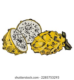 Cut and whole fresh Yellow Dragon Fruit or Pitaya. Pitahaya cactus. Selenicereus megalanthus. Hand drawn colorful rough sketch. Isolated vector illustration.