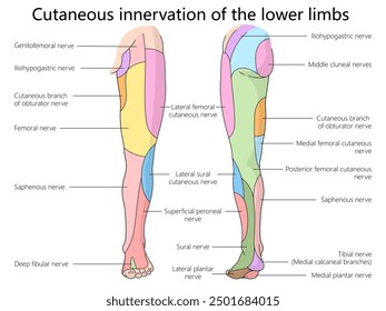 inervación nerviosa cutánea de las extremidades inferiores, destacando las diversas ramas nerviosas y regiones del diagrama Ilustración vectorial esquemática dibujada a mano. Ilustración educativa de ciencia médica