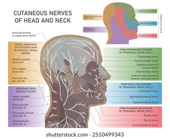 Cutaneous nerves of head and neck. Diagram of cutaneous nerves of head and neck with main parts labeled. Medical vector illustration.