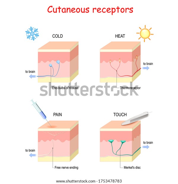 Cutaneous receptors. layers of the human skin\
with sensory receptors. Part of the somatosensory system found in\
the dermis or\
epidermis.