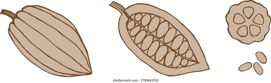 Cutaway cocoa fruit elements set, beige fill with brown outline. Vector illustration for design, directory, announcements, postcards, manual, invitations, cafe, restaurant, posters, banners.