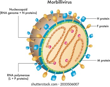 Cutaway Labelled Diagram Of Morbillivirus.