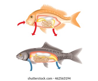 Cutaway view of insides of salt water and fresh water fish, vector illustration.