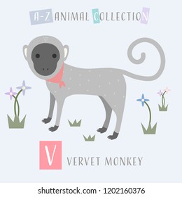 Cute adorable animals alphabet letter for children education A to Z Vervet Monkey background