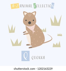 Cute adorable animals alphabet letter for children education A to Z Quokka background