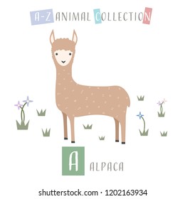 Cute adorable animals alphabet letter for children education A to Z Alpaca background