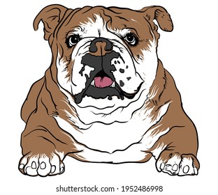 Cute Adorable Bulldog Vector Artwork